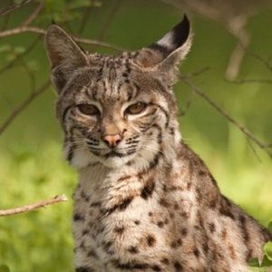 Meet your Posher, Liz